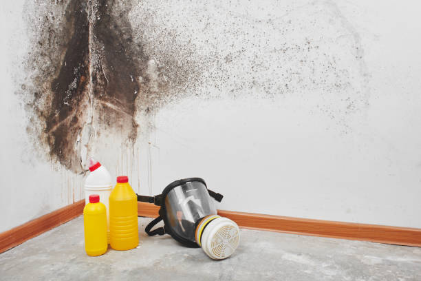 Attic Mold Removal in St Joseph, MN