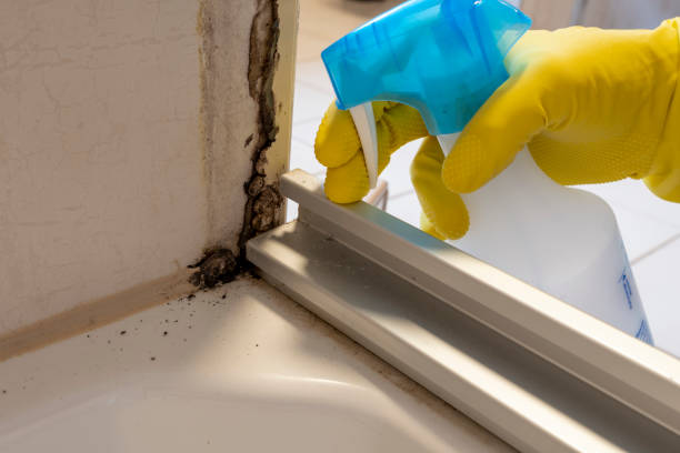 Trusted St Joseph, MN Mold Removal Experts