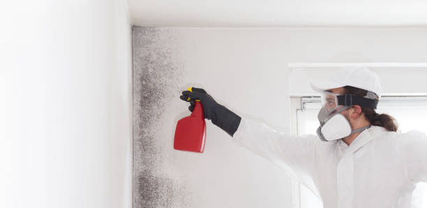 Best Mold Damage Repair  in St Joseph, MN
