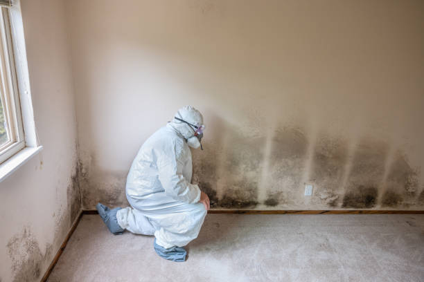 Best Emergency Mold Removal  in St Joseph, MN