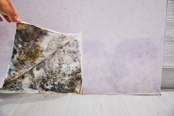Mold Removal Process in St Joseph, MN
